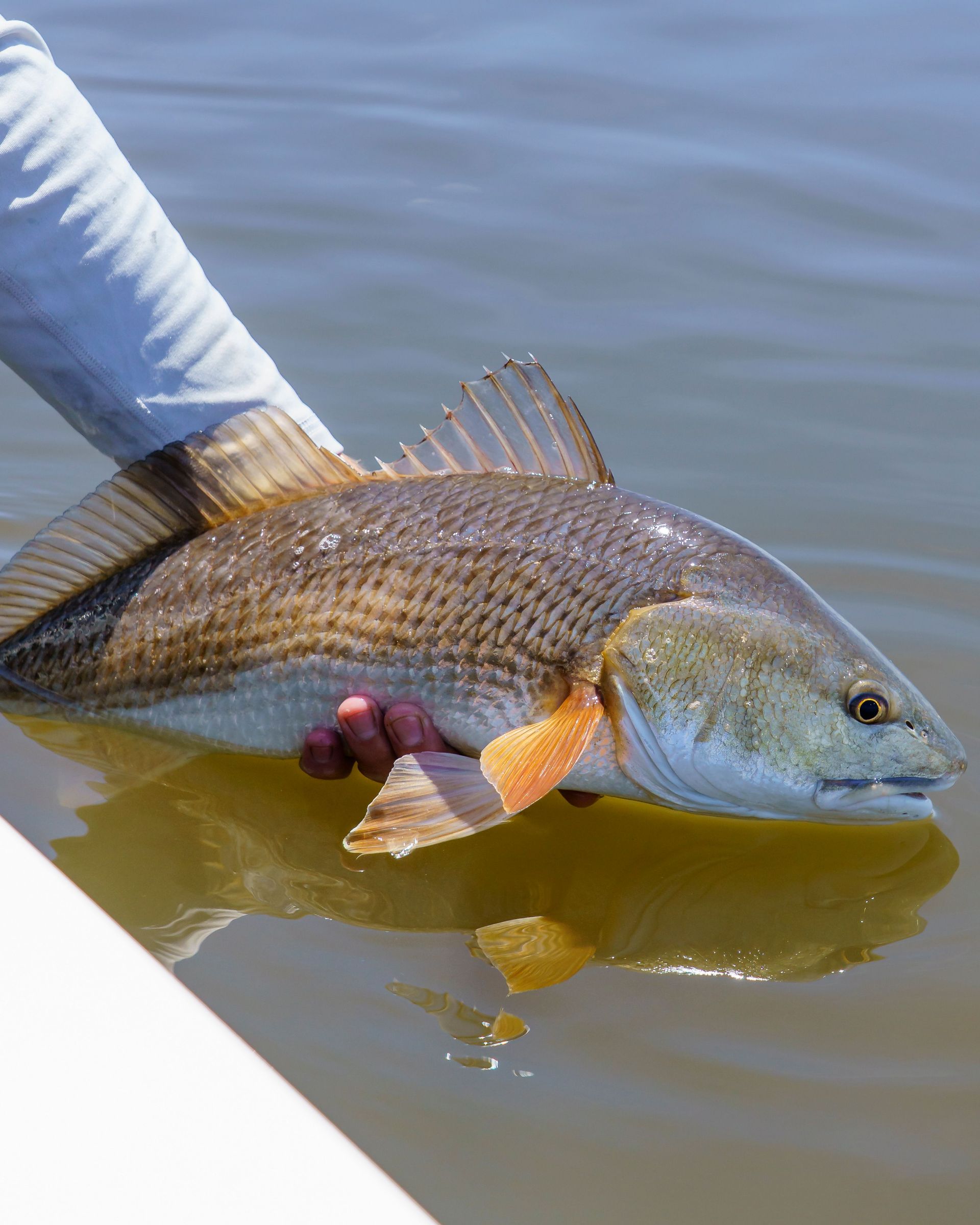 Close-up of a red drum fish being held above water by a fisherman on a sunny day.